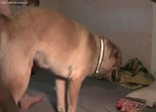 Impressive sex with a nice retriever