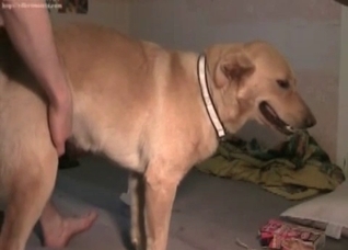 Impressive sex with a nice retriever