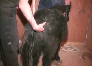Black dog enjoys nasty animal sex