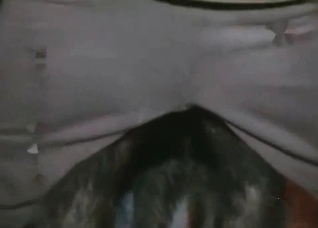 Black dog enjoys nasty animal sex