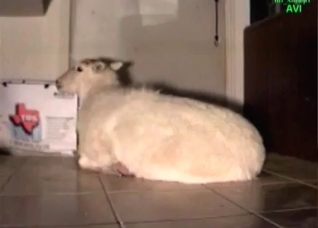 Farm animal fucks in the asshole