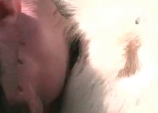 Sweet white horse enjoys filthy action