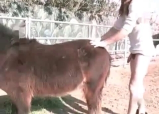 Sweet white horse enjoys filthy action