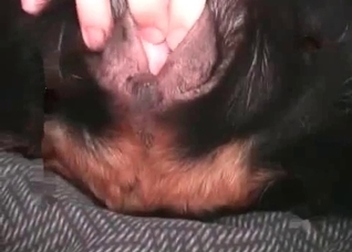 Sexy dark dog is being fucked hard