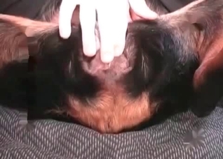 Sexy dark dog is being fucked hard