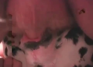 Small dog's ass is getting fucked