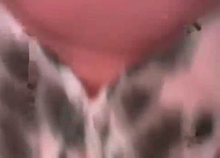 Small dog's ass is getting fucked