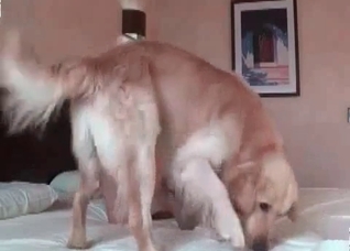 Big retriever fucks a nice-looking girl