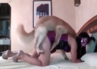 Big retriever fucks a nice-looking girl