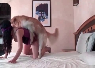 Big retriever fucks a nice-looking girl