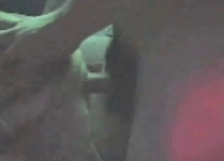 Small white dog is being fucked in ass
