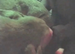Small white dog is being fucked in ass