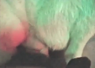 Small white dog is being fucked in ass