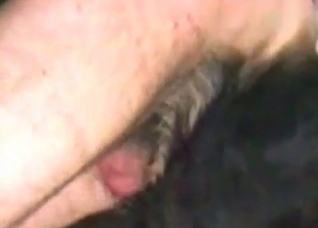 Small doggy is being anally fucked