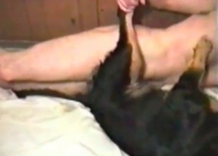 Small doggy is being anally fucked