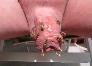 Insects in the nasty bestiality