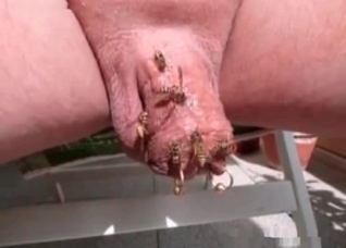 Insects in the nasty bestiality