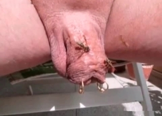 Insects in the nasty bestiality