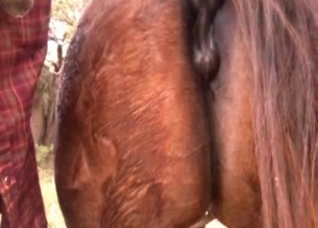 Young pony is being anally fucked