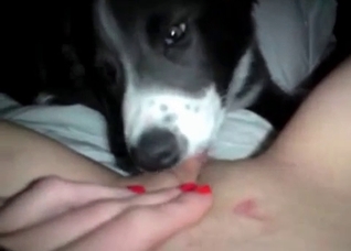 Dirty husky is licking her vagina