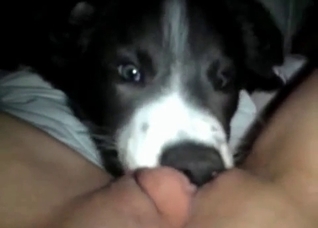 Dirty husky is licking her vagina
