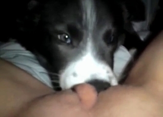 Dirty husky is licking her vagina
