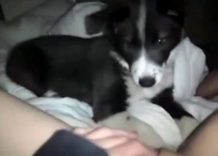 Dirty husky is licking her vagina