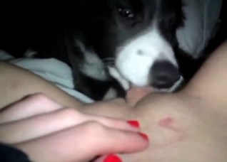 Dirty husky is licking her vagina