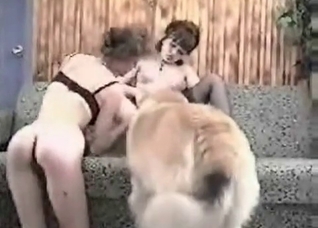 Amazing sex with a nasty young retriever