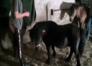 Brutal sex with a sensual pony