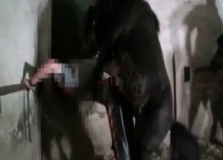 Brutal sex with a sensual pony