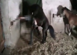Brutal sex with a sensual pony