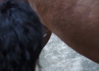 Two tanned girls are sucking a wiener