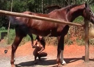 Brown mare is getting a nice blowjob