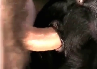 Small horse is getting anally fucked