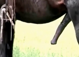 Big black stallion dick in her mouth