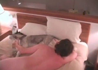 Husky is sucking a juicy vagina