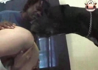 Black dog is licking her tight vagina