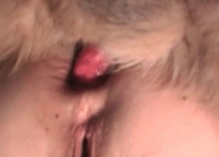 Nasty doggy is being licked and fucked