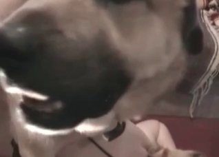 Nasty doggy is being licked and fucked