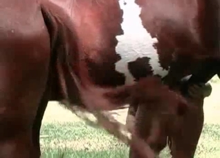 Girl enjoys horse dick in her ass