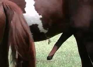 Girl enjoys horse dick in her ass