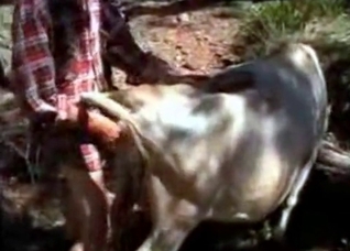 Sweet cow enjoys outdoor bestiality