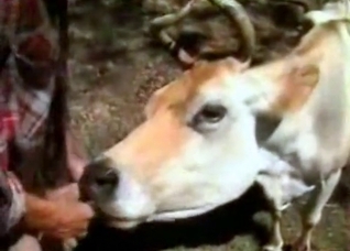 Sweet cow enjoys outdoor bestiality