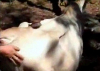 Sweet cow enjoys outdoor bestiality