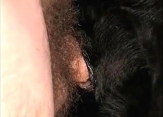 Dog is being pounded from behind