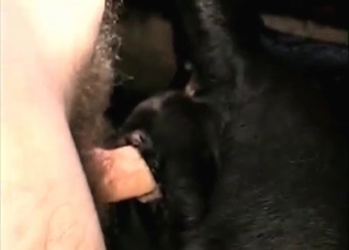 Dog is being pounded from behind
