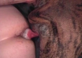 Amazing doggy is enjoying nasty anal sex