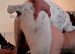 Nasty zoo porn action with a dog