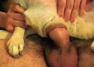 Small doggy is being fucked in the ass